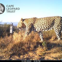 Leopard